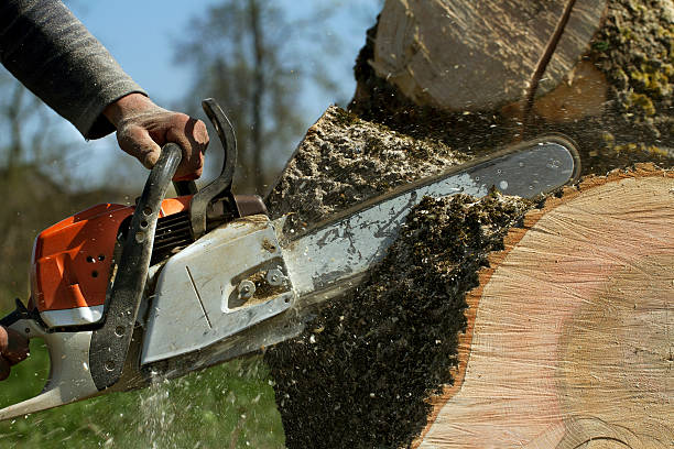 The Steps Involved in Our Tree Care Process in Cheltenham Village, PA